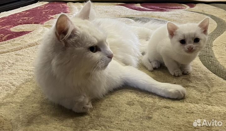 Котята от обычной кошки