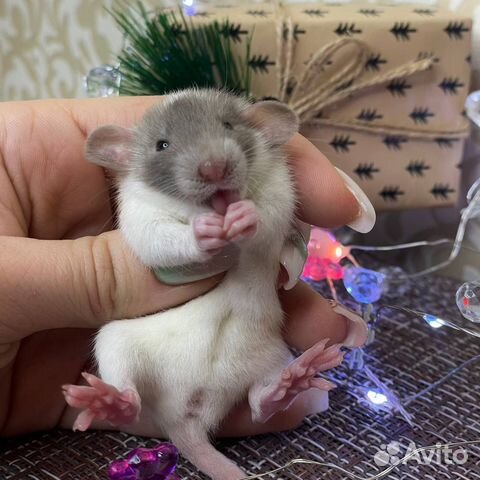 Крысята. Дамбо крыса. Крыса. Питомник