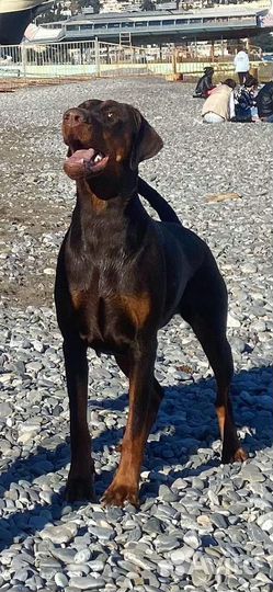 Настоящие доберманы