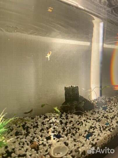 Фильтр, декор, грунт, сачок (аквариум продан)