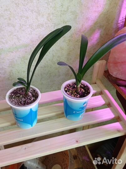 Кливия оранжевая