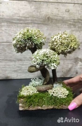 Дерево бонсай живое из цетрарии