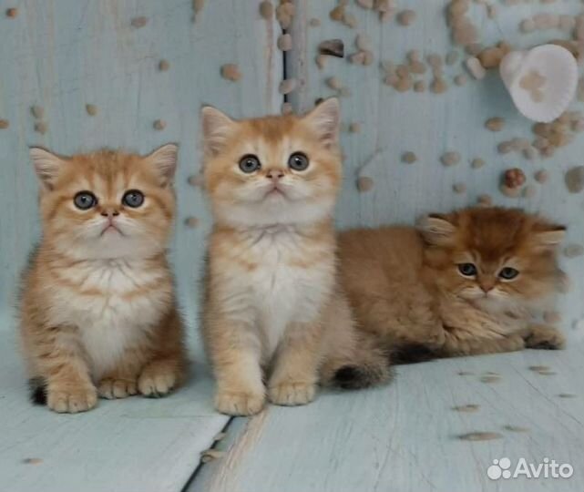 Золотые котята,большой выбор,привиты