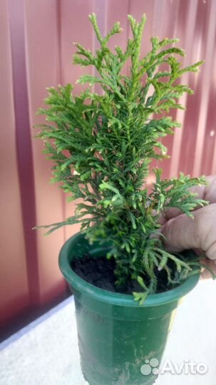 Саженцы туи