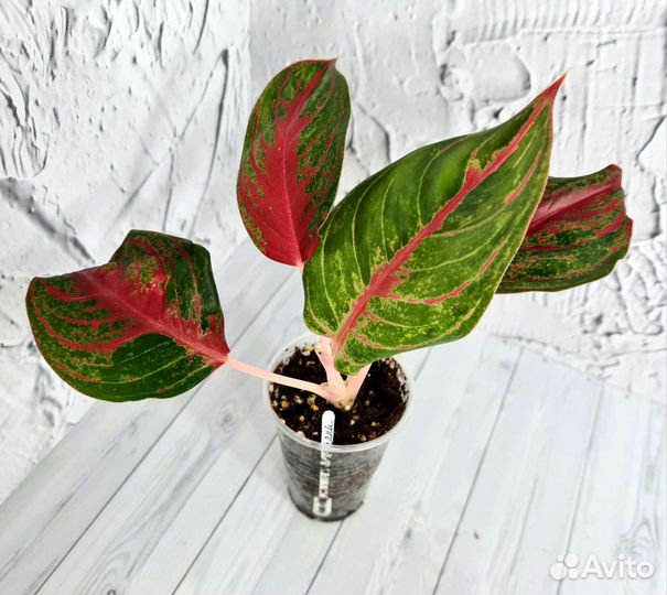 Аглаонема Som Prathana