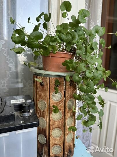 Дихондра изумрудный водопад