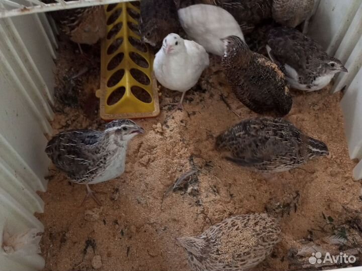 Перепела несушки и петушки