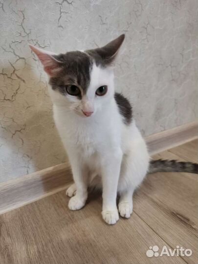 Отдам котенка в добрые руки