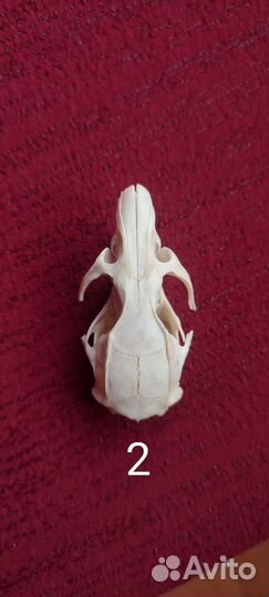 Череп крысы