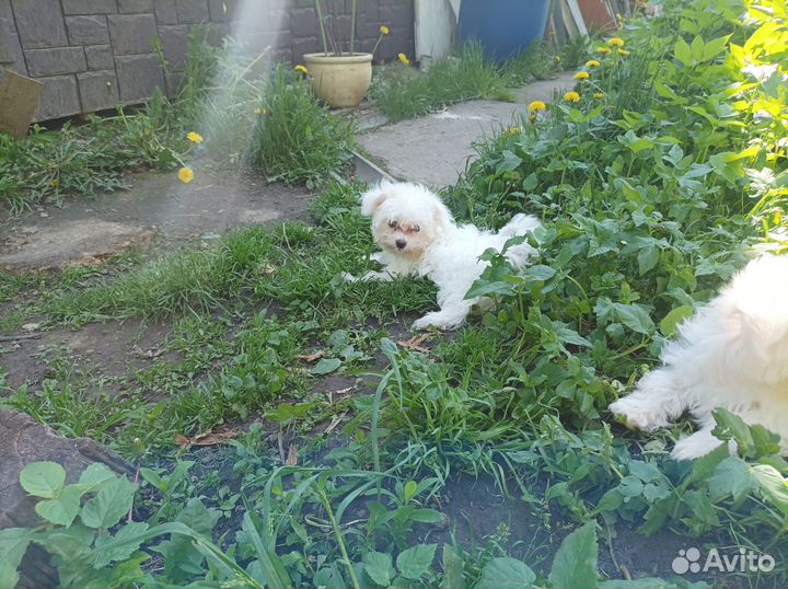 Щенок болонки