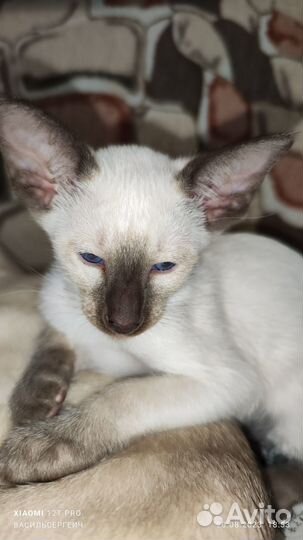 Сиамские принцессы (12.6.2023)