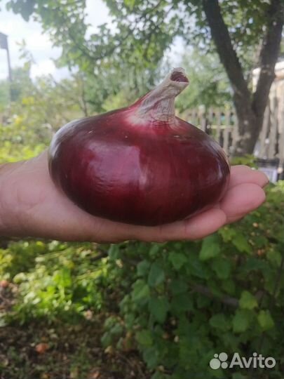 Семена ялтинского лука