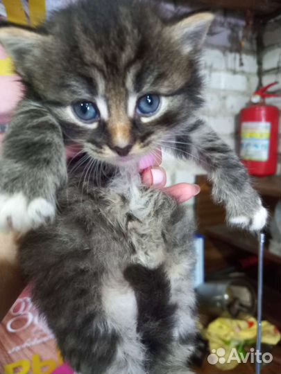 Котята