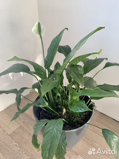Продам спатифиллум
