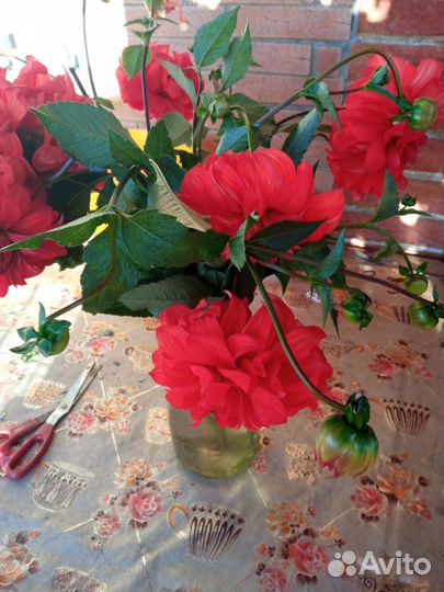 Георгины клубни