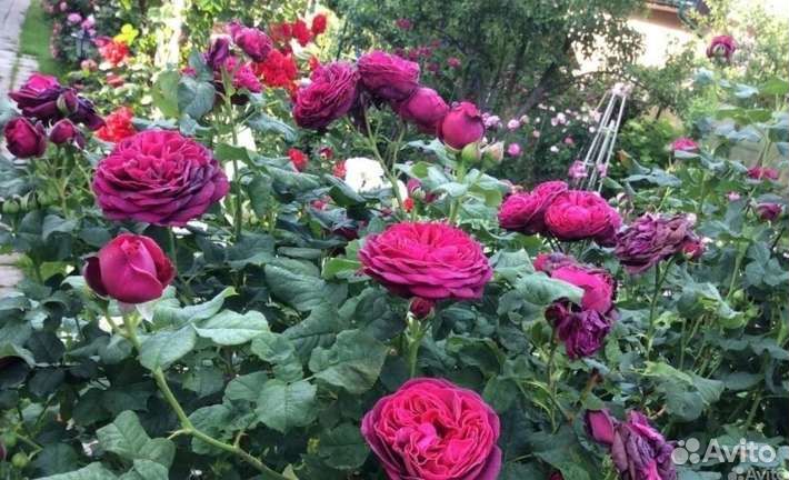 Кустовые розы (шрабы) цветущие, горшок5л