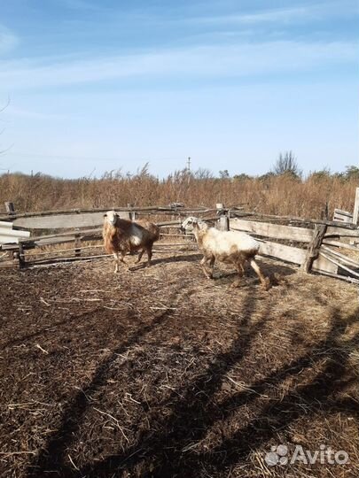 Курдючные бараны