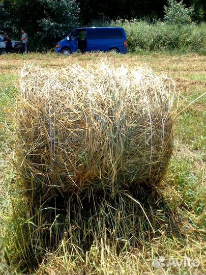 Продам сено суданка