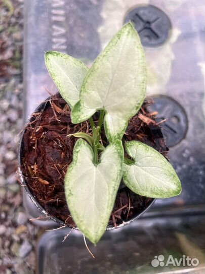 Сингониум white chocolate