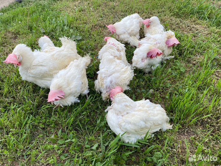 Куры несушки