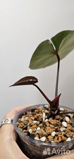 Антуриум Hoffmannii red sinus indo type