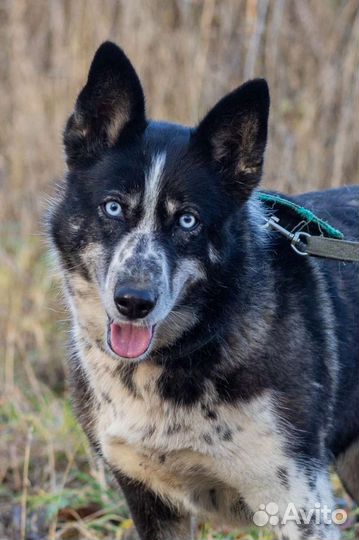 Пончик с голубыми глазами ищет дом