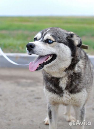 Хаска метис в добрые руки