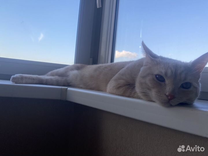 Отдам кота в добрые руки