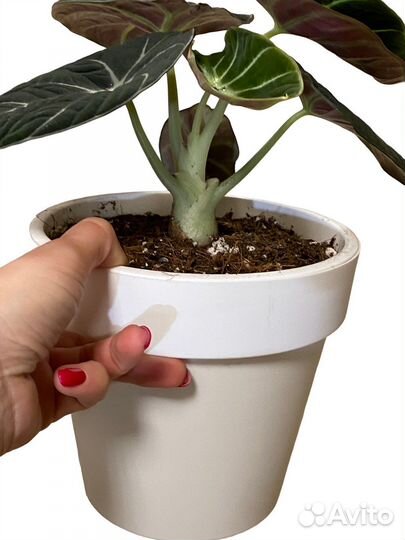 Алоказия блэк вельвет в кашпо