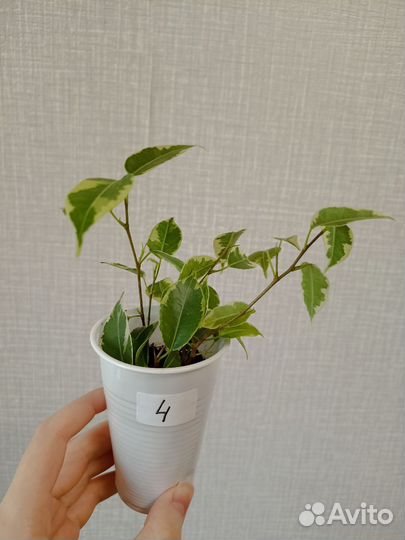 Фикус Бенджамина Кинки