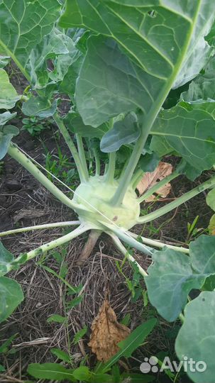 Капуста кольраби