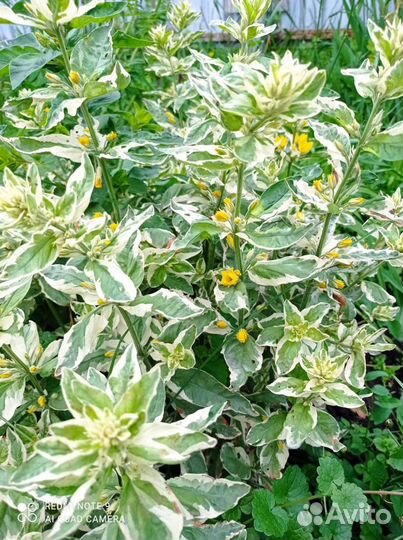 Садовые растения