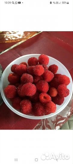 Тибетская малина саженцы