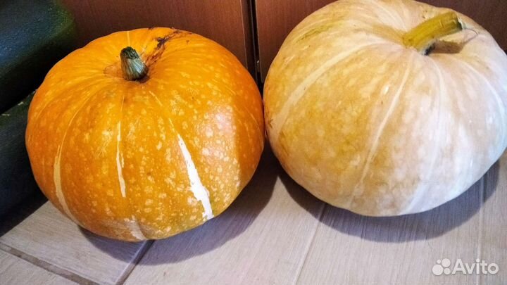 Чёрная смородина крыжовник лук тыква кабачки