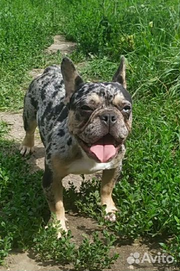 Орхидея девочка 2 года