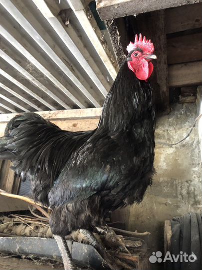 Инкубационное яйцо