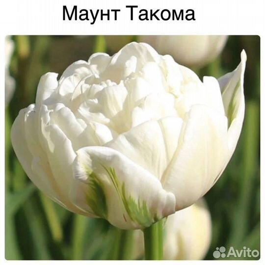 Пионовидные тюльпаны-микс