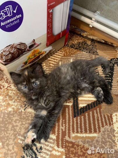 Отдам котят в добрые руки