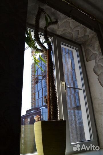 Пахиподиум (кактус)