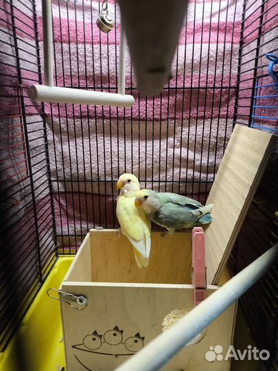 Попугаи кореллы и неразлучники