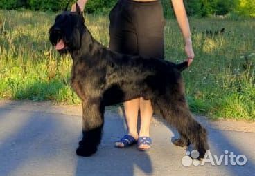 Щенки ризеншнауцера