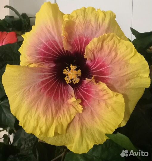 Гибискусы сортовые не укорененные черенки