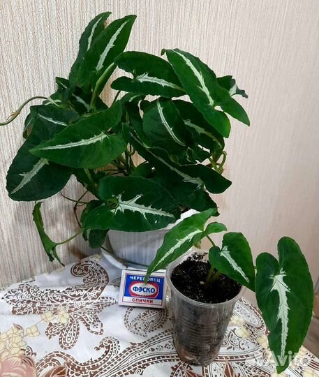 Сингониумы