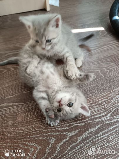 Шотландские котята