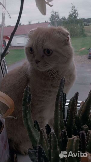 Шотландский кот в добрые руки