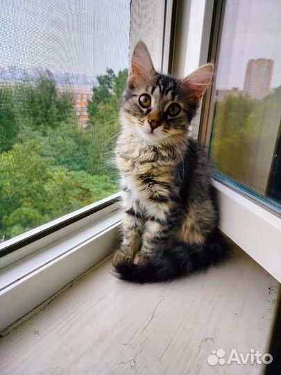 В добрые руки