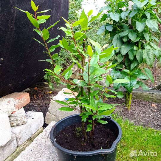 Лавровый лист