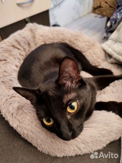 Отдаем кошку в добрые руки