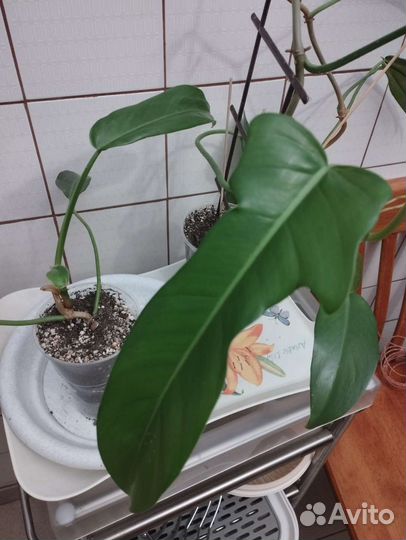 Филодендроны