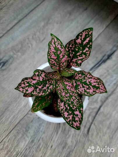 Комнатные цветы.Гипоэстес, Антуриум, Спатифиллум